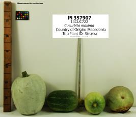 Click for 1 image(s) for this accession. Image